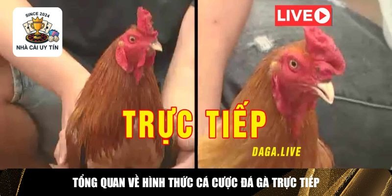 Đ&aacute; g&agrave; trực tiếp&nbsp;l&agrave; h&igrave;nh thức giải tr&iacute; &ndash; c&aacute; cược được nhiều người y&ecirc;u th&iacute;ch