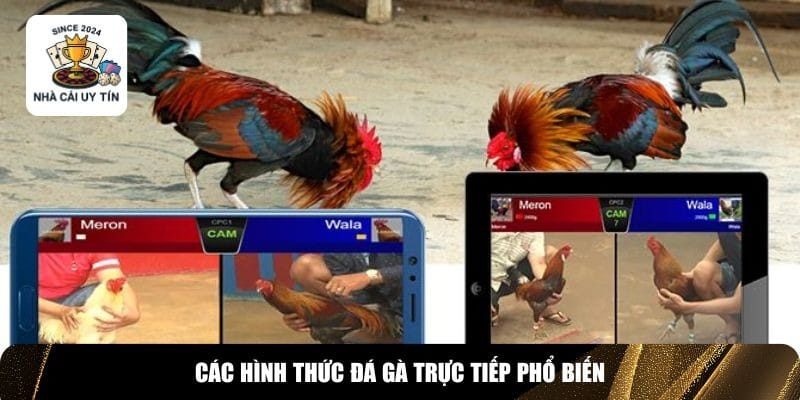 Đ&aacute; g&agrave; trực tiếp c&oacute; nhiều thể loại kh&aacute;c nhau